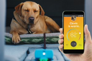 pupptech-crowdfunding-tips